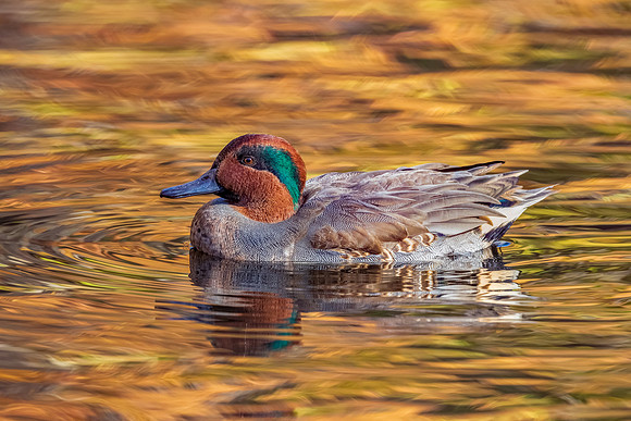 Bathed in Golden Light.  Green-Winged Teal. York, Maine