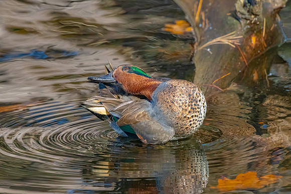 Things are Looking Up. Green-Winged Teal, York, Maine