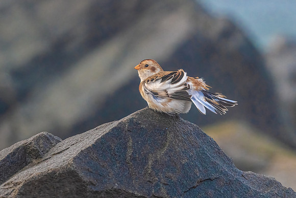 Snow Bunting, NH Seacoast