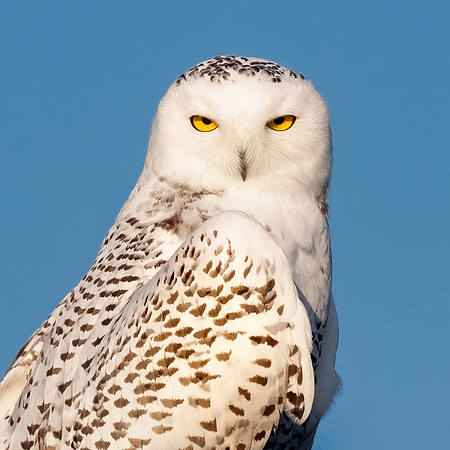 Hello Beautiful.  Snowy Owl Portrait.  NH Seacoast 2020