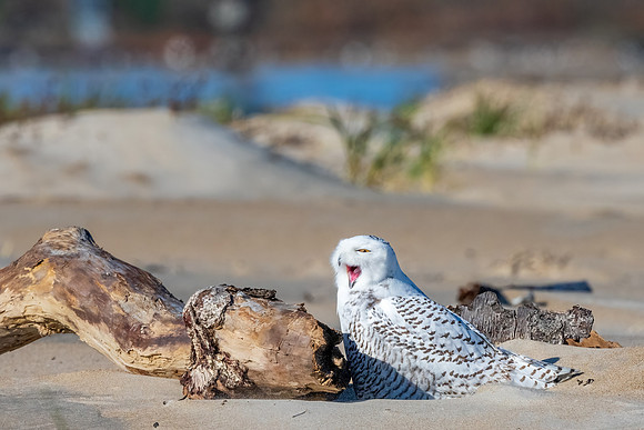 Snowy Owl, Waking Up from a Nap, New England, November 2020