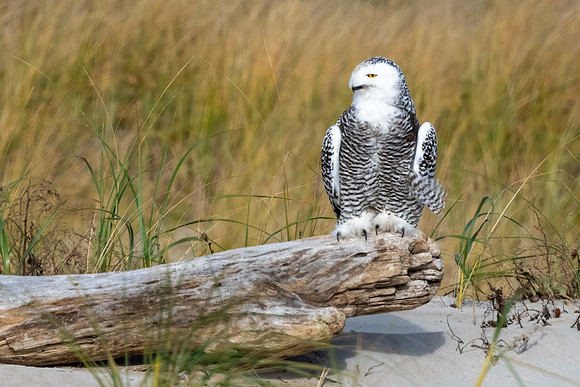 Snowy Owl Guarding the Beach, New England, November 2020