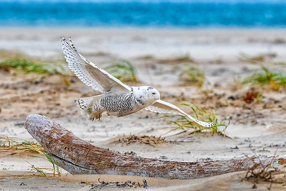 Snowy Owl Out to Sea, New England, November 2020