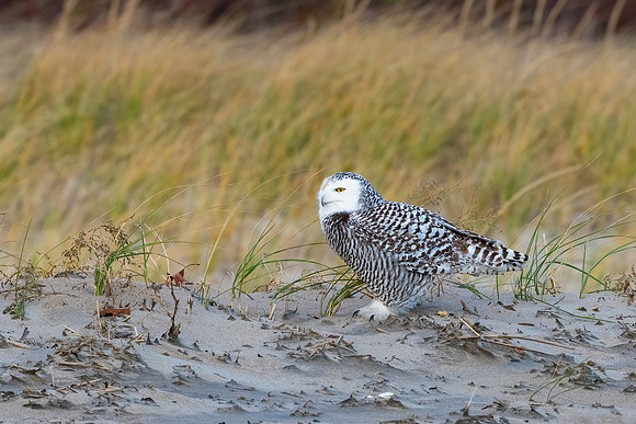 Dark Barred Snowy Owl, New England, November 2020