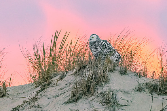 Sunset Sentinel, Barred Owl,New England, November 2020