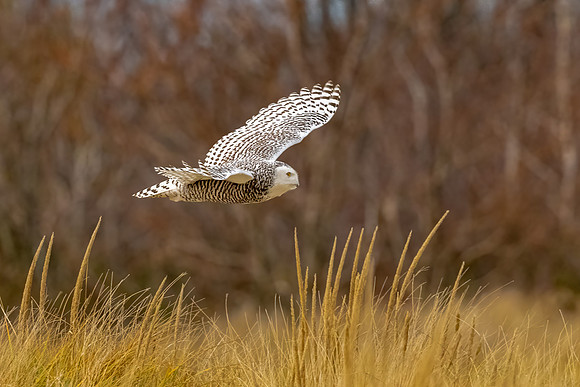 Snowy Owl Flying the Marsh,New England, November 2020