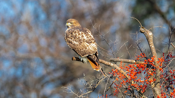 Red Tail Hawk and Winter Berries. Salisbury, MA