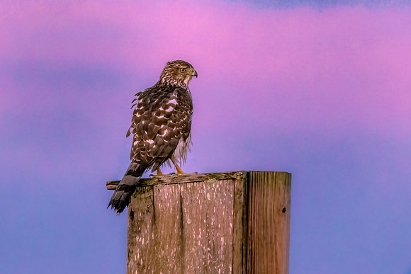 Cooper's Hawk Pre-Dawn. Salisbury, MA