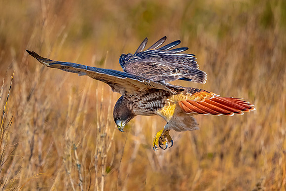 Hovering Red Tail Hawk. Salisbury, MA
