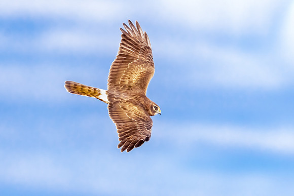 Harrier Hawk Soaring. Salisbury, MA