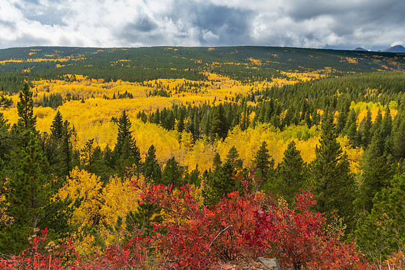 Aspens and Everygreens.  Fall in the Rockies, Colorado, 2022.