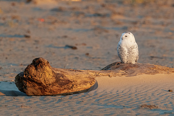 Surveying the Beach at Sunset. Light Barred Snowy Owl, New England Seacoast, November 2020