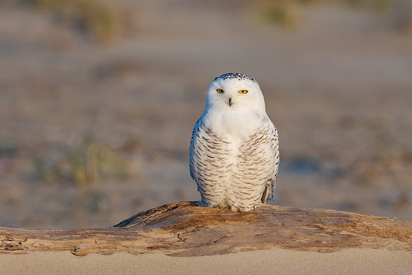 Simplicity. Snowy Owl, New England Seacoast, November 2020