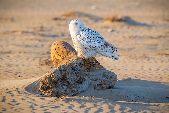 Pop-Up. Light Barred Snowy Owl, New England Seacoast, November 2020