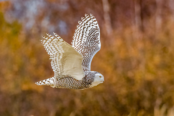 Bark Barred Snowy Owl Flying in Golden Light, New England Seacoast, November 2020