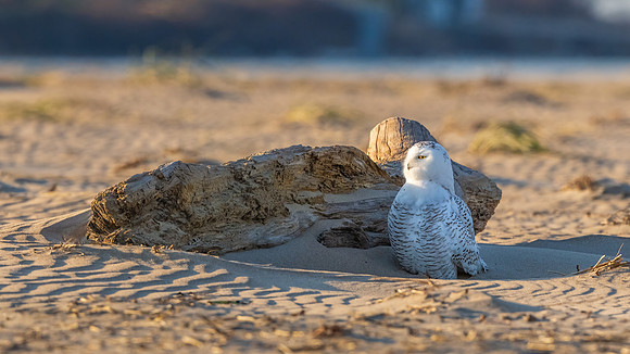 Awakening, Light barred Snowy Owl, New England Seacoast, November 2020