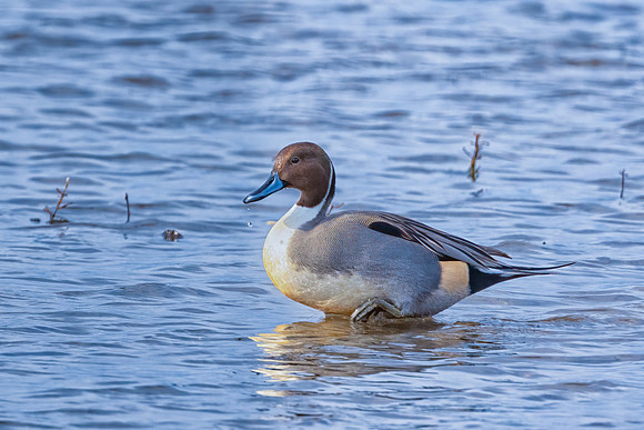 Pintail Duck with Droplets, Parker River Wildlife Refuge, MA.