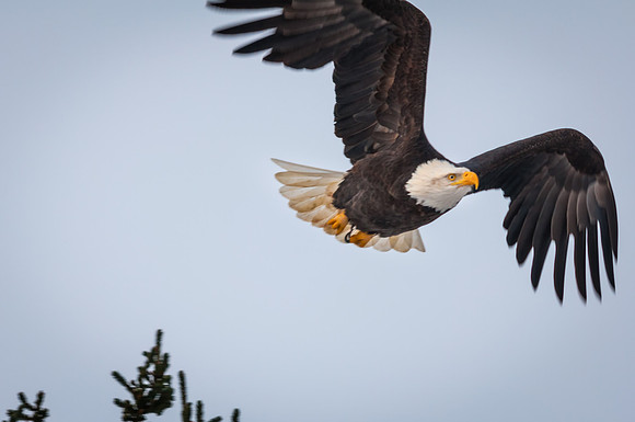 Take Off, Bald Eagle, Homer Spit, Alaska
