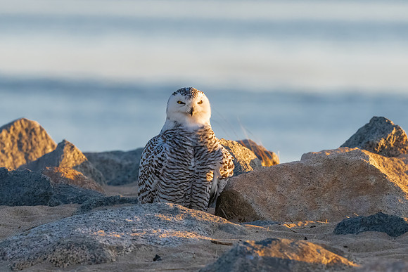Awakening, Snowy Owl, Coastal New England.