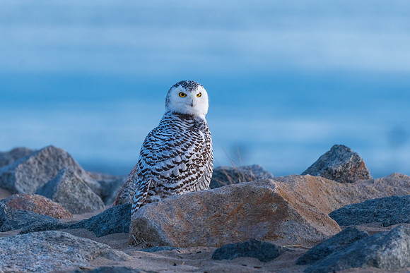 Telescoping.  Snowy Owl Awakening at the Blue Hour, Coastal New England.