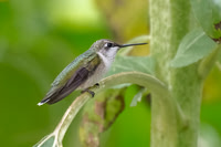 Ruby-throated Hummingbird on Sunflower Stalk.  Nashua, NH.  2024.