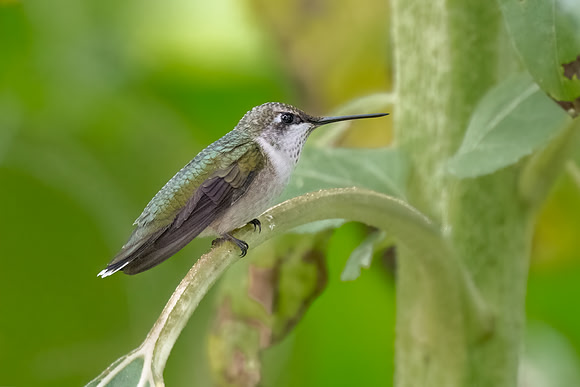 Ruby-throated Hummingbird on Sunflower Stalk.  Nashua, NH.  2024.