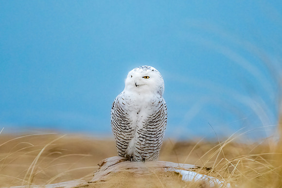 Dreamy.  Snowy Owl, Coastal New England, December 2020.