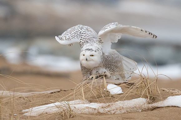 Snowy Owl Stretch, Coastal New England, December 2020.