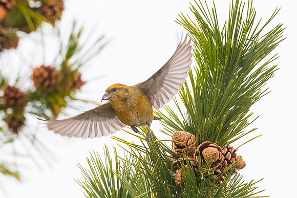 Female Crossbill Flying Away.  Coastal New England, December 2020