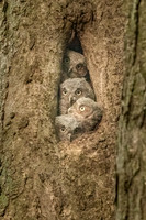 Cute Foursome of Screech Owlets.  Eastern Massachusetts.  June 2022.