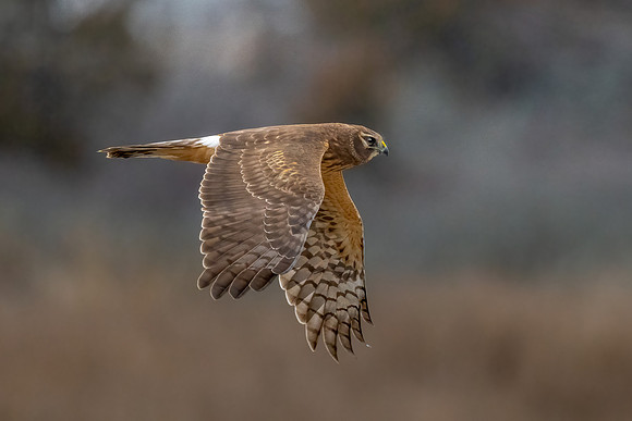 Northern Harrier Flying the Marsh.  Coastal New England.  2012.