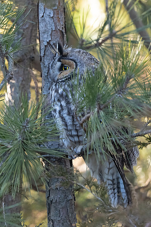 Long-eared Owl Portrait.  Coastal New England.  2012.