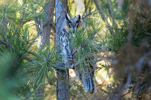Long-Eared Owl Looking. Coastal New England.  2012.