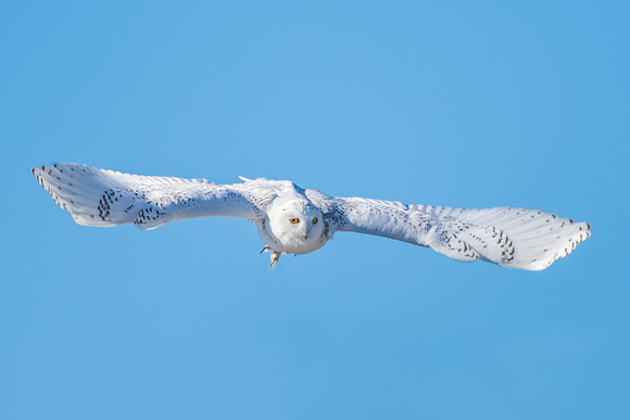 Snowy Owl Gliding in Blue Sky.  Coastal New England. 2021