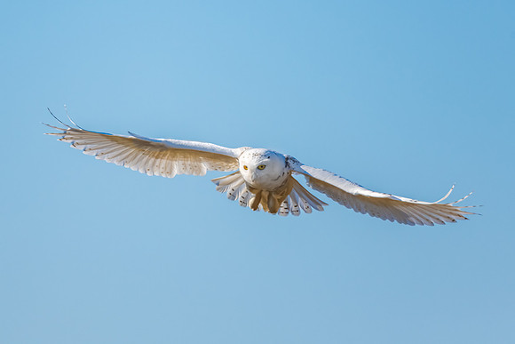 Snowy Owl Hunting.  Coastal New England.  2021.