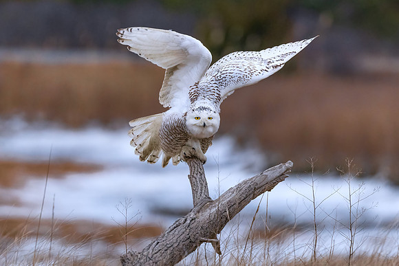 Snowy Owl Poised to Take Off. Coastal New England.  2021.