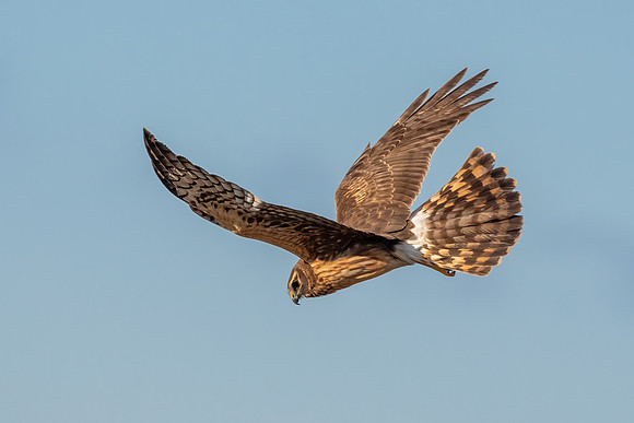 Northern Harrier Hunting.  Coastal New England.  2021.