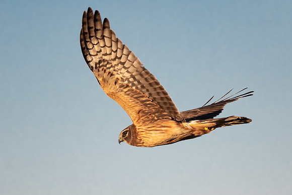 Northern Harrier Wingspan.  Coastal New England.  2021.