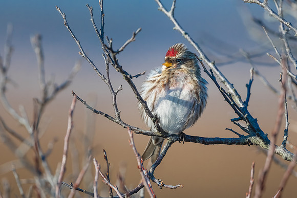Redpoll Confidence. Coastal New England. 2021.