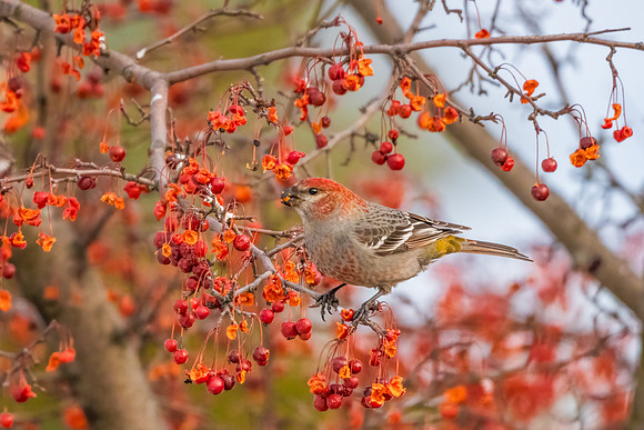 Pine Grosbeak in Crabapple Heaven.  Merrimack, NH. 2021.