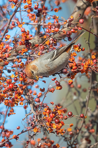 Pine Grosbeak in Crabapple Heaven II.  Merrimack, NH. 2021.