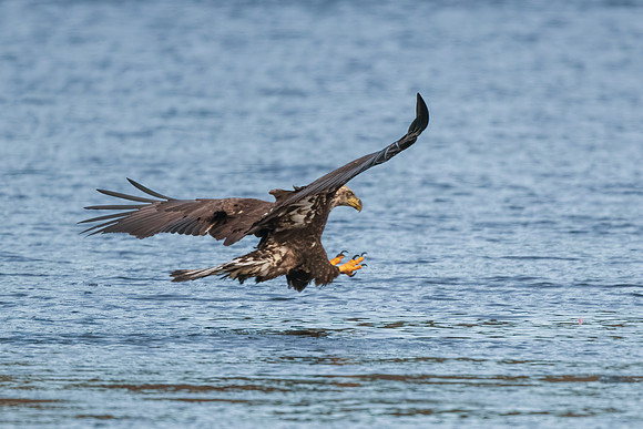 Coming in Hot. Juvenile Bald Eagle. Merrimack River. 2021
