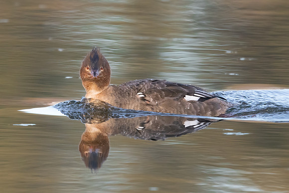 The Look.  Common Merganser, Female.  2021