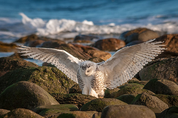 Snowy Owl Praying, Rey Beach, NH