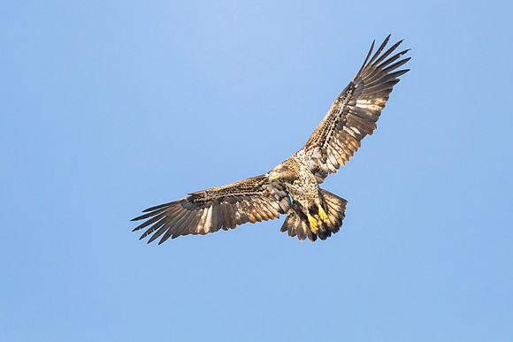Juvenile Bald Eagle Hunting.  Coastal New England. February 2021.