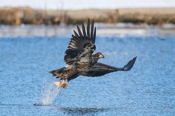 Fresh Catch.  Juvenile Bald Eagle Fishing Merrimack River. 2021