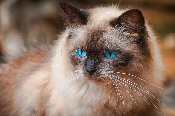 Blue Eyes