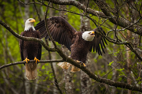 Danger, Bald Eagle Pair, Sitka, Alaska