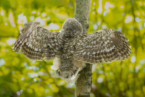 Barred Owlet Hard Landing. Eastern Massachusetts, USA.