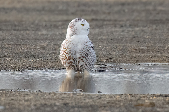 Snowy Owl in Puddle. Hampton Beach State Park, NH.